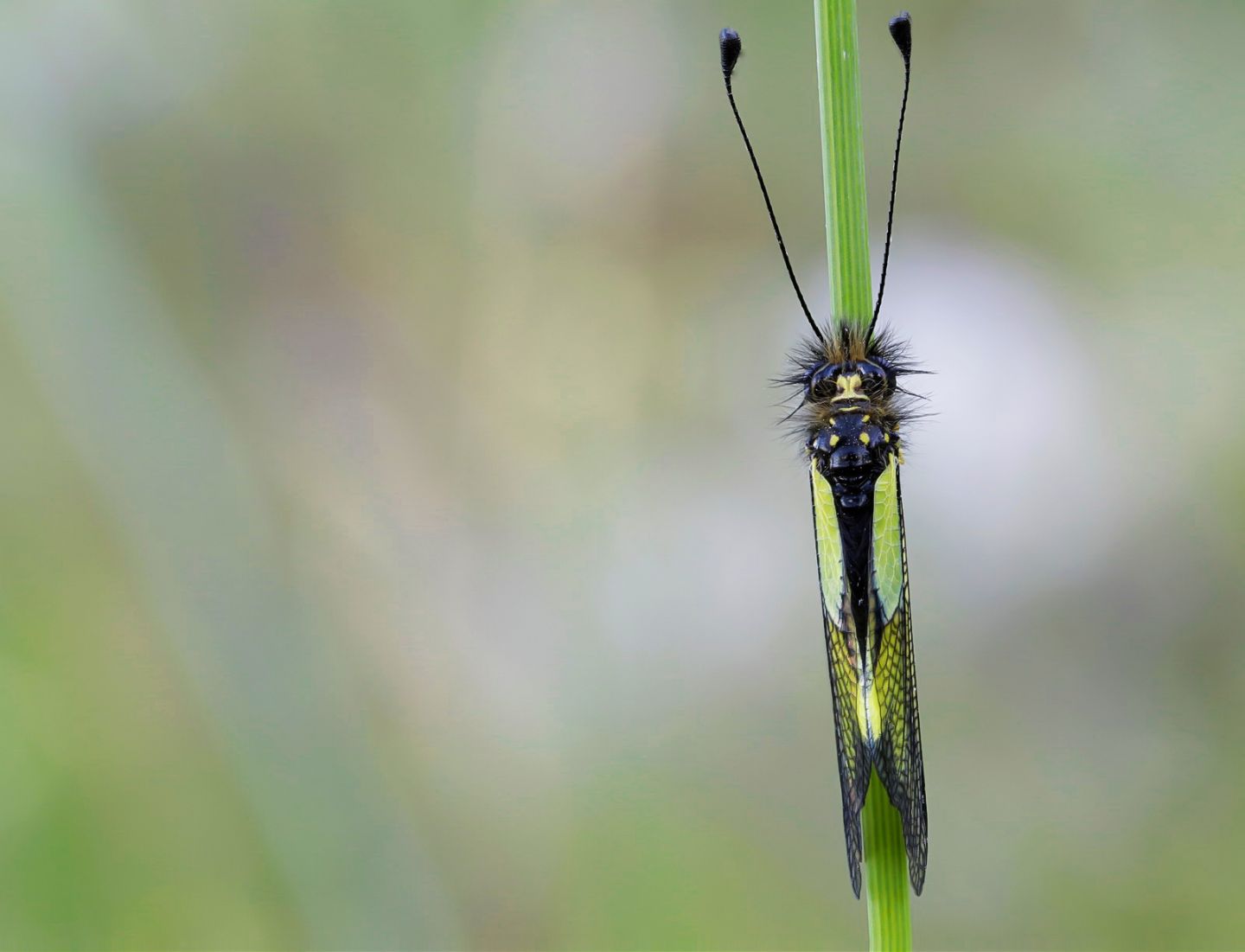 Ascalaphidae - Libelloides coccajus